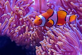 Image result for Finding Nemo Characters Solid Background