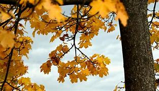 Image result for Sugar Maple Branch