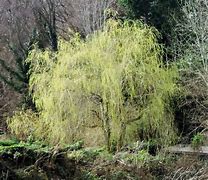 Image result for Weeping Willow Tree in Winter