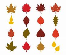 Image result for Medical Fall Leaf SVG