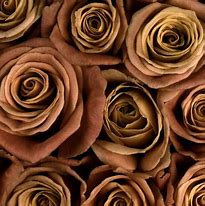 Image result for Brown Colored Flowers