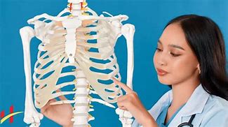 Image result for Dull Pain Under Right Rib Cage