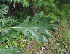 Image result for Quercus Alba Leaf