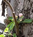 Image result for Hera's Golden Apple Tree