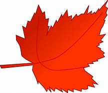 Image result for Logo Pohon Maple Vector