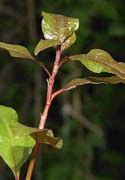 Image result for Polygonum Hydropiper L