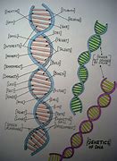 Image result for dna art drawing