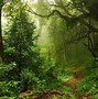 Image result for Jungle Tree Images