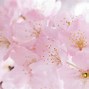 Image result for Cherry Blossom Flower Background