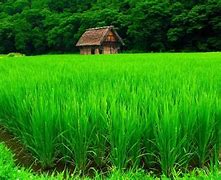 Image result for Green PC Wallpaper 8K