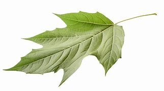 Image result for Small Leave Green Maple