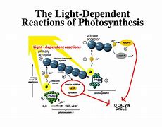 Image result for Light Reaction Photosystem 2 and Oxygen Generation