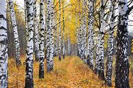 Image result for Birch Tree Trunk in the Fall