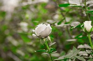 Image result for Single White Rose Garden