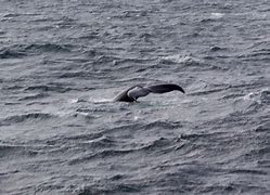 Image result for Humpback Whale Baby Caught On Buoy