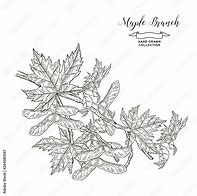 Image result for Maple Tree Branch Vector