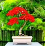 Image result for How to Grow Bonsai Tree