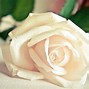 Image result for Pretty White Roses