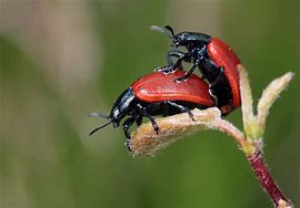 Image result for Black Beetles Insect