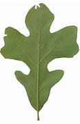 Image result for Post Oak Leaf Designs