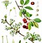 Image result for Prunus Serotina Tree