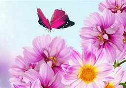 Image result for Pink Floral Openings Available Pic