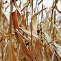 Image result for Non-GMO Field Corn