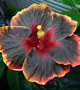 Image result for Black Hibiscus Flower