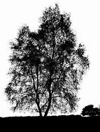 Image result for Birch Leaf Silhouette