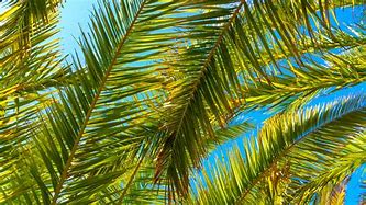 Image result for Palm Tree Leaf Malaysia