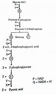 Image result for Glycolysis Shape Diagram