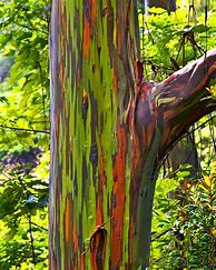 Image result for Rainbow Eucalyptus