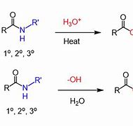 Image result for Amide Bond Hydrolysis