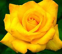 Image result for Bright Yellow Roses