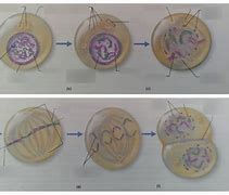 Image result for Excel Anatomy Cell