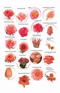 Image result for Coral Colored Roses with Names