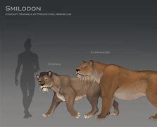 Image result for smilodon size