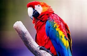 Image result for Colourful Bird Drawing