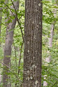 Image result for American Red Oak Tree