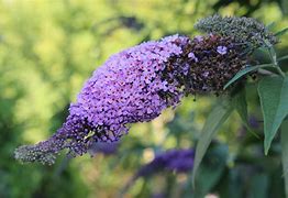 Image result for Butterfly Tree Arty