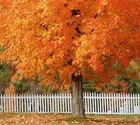 Image result for Big Tree Leaves in Autumn