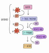 Image result for Aerobic Respiration a Level Biology