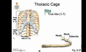 Image result for Axial Skeleton Rib Cage