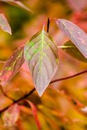 Image result for Tree Branch with Acorn Template