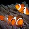 Image result for Cold Ocean Animals