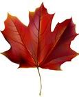 Image result for Grape Leaf PNG