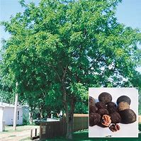 Image result for Black Walnut Tree