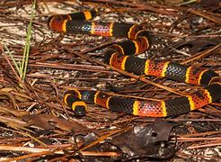 Image result for Coral Corn Snake