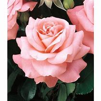 Image result for Tea Rose Color