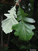 Image result for Bur Oak Tree Identification